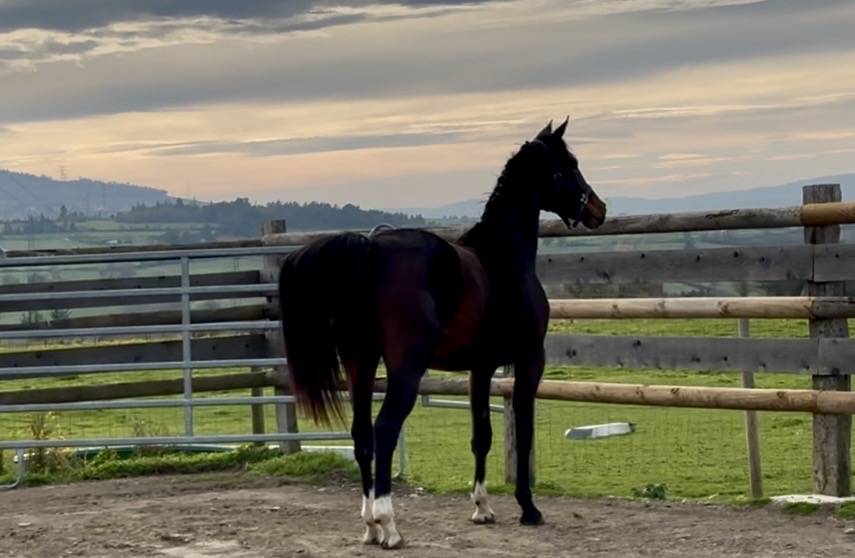 Cavalla KWPN Cavallo da Sport Neerlandese In vendita 2023 Baio scuro