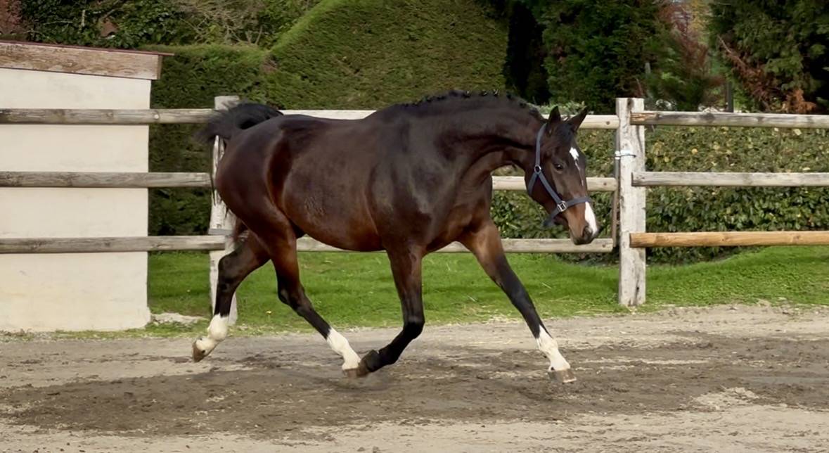 Cavalla KWPN Cavallo da Sport Neerlandese In vendita 2023 Baio scuro