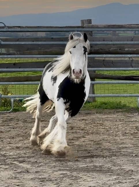 Cavalla Cob Irlandese In vendita 2020 Pezzato