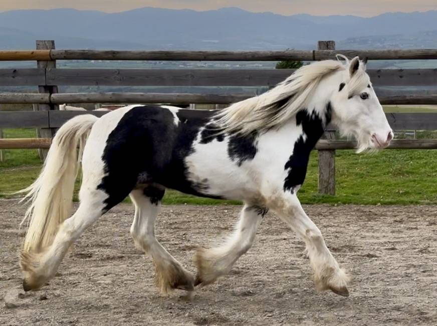 Cavalla Cob Irlandese In vendita 2020 Pezzato