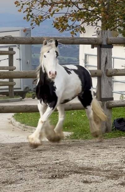 Cavalla Cob Irlandese In vendita 2020 Pezzato