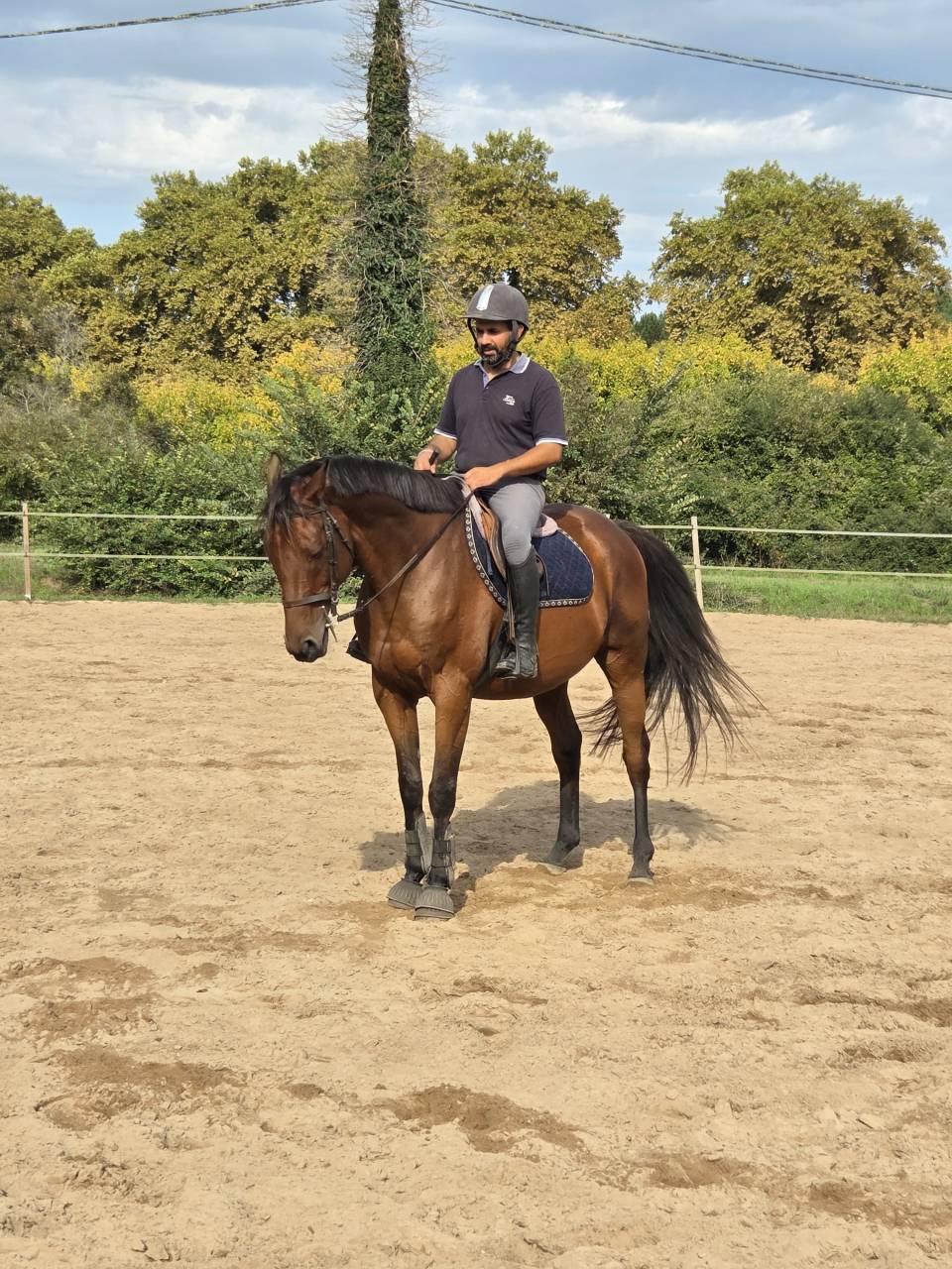 Castrone Anglo-Arabo In vendita 2010 Baio ,  Chef de Clan AA