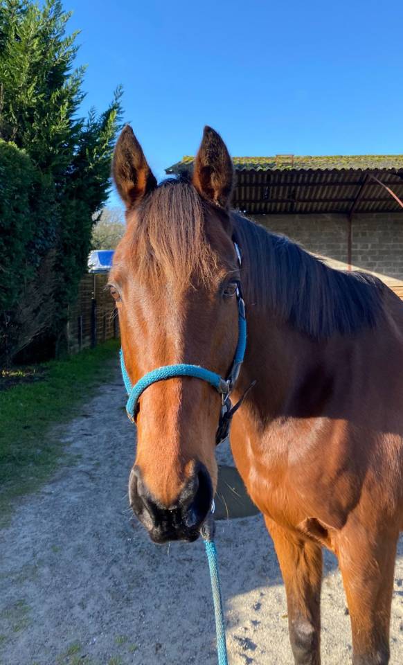 Castrone Anglo-Arabo In vendita 2010 Baio ,  Chef de Clan AA