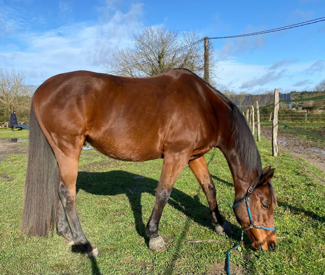 Castrone Anglo-Arabo In vendita 2010 Baio ,  Chef de Clan AA