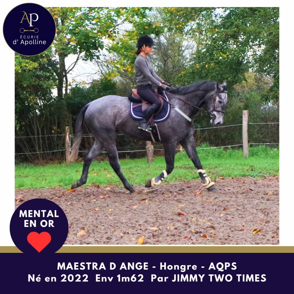 Castrone AQPS In vendita 2022 Grigio