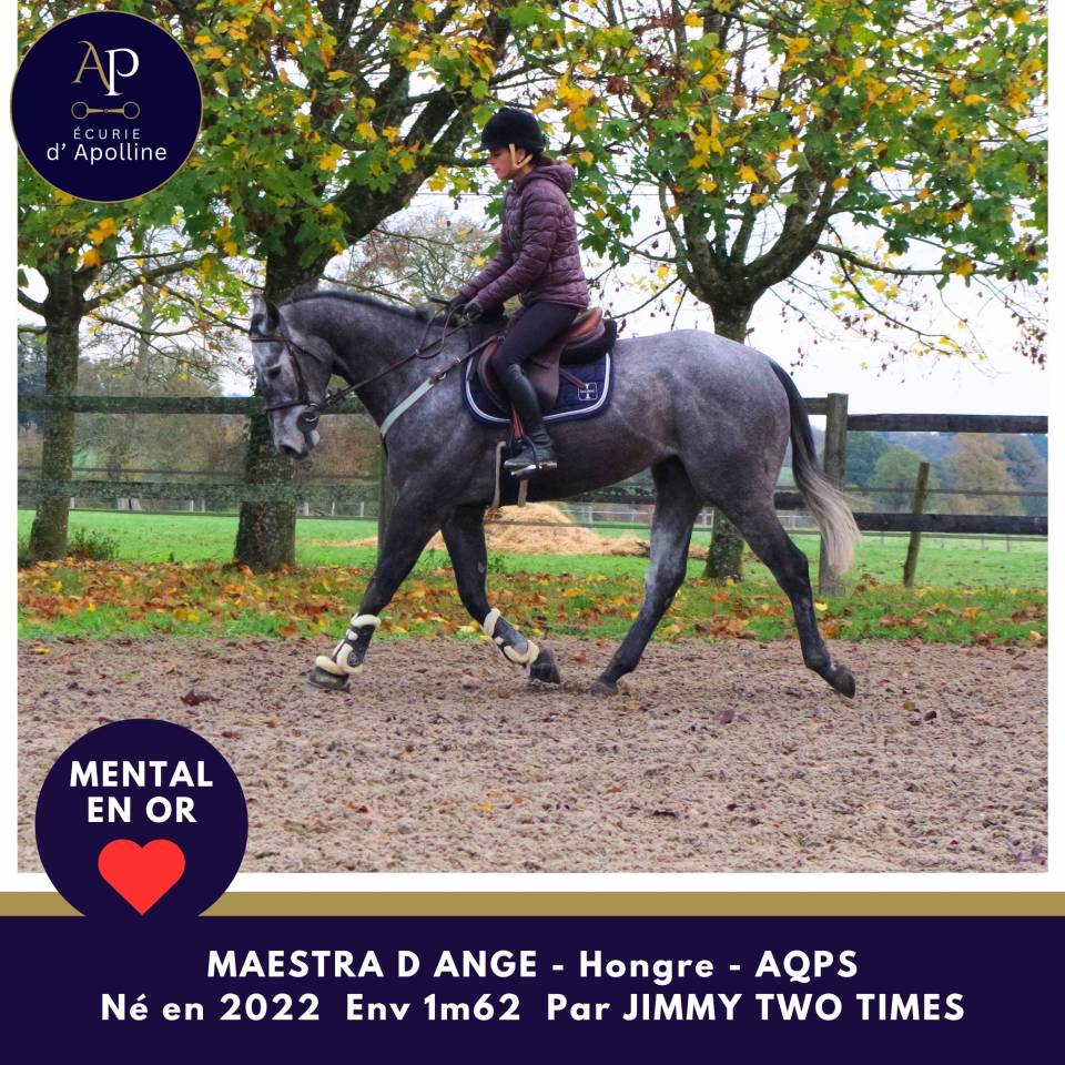 Castrone AQPS In vendita 2022 Grigio