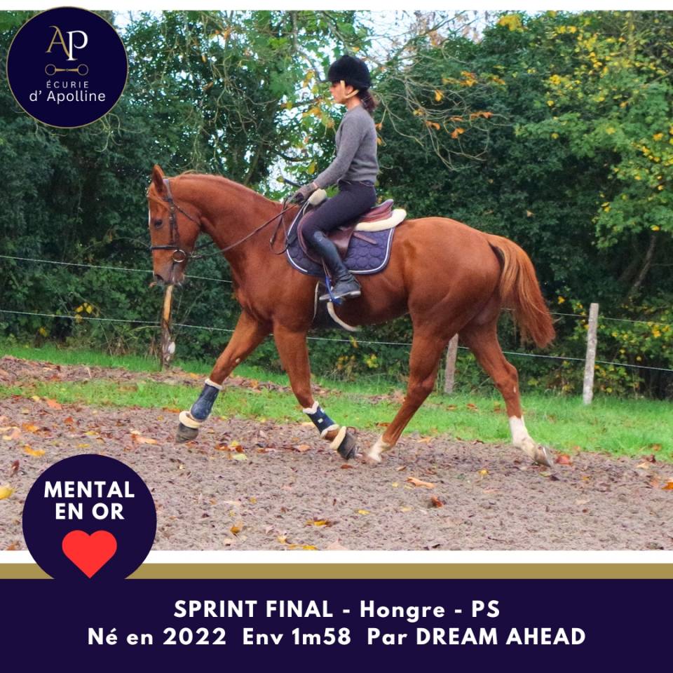 Castrone Purosangue In vendita 2022 Sauro