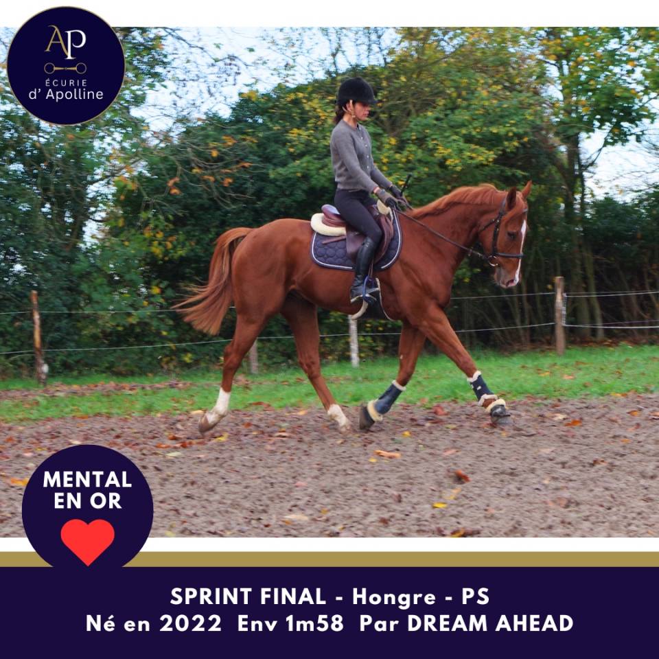 Castrone Purosangue In vendita 2022 Sauro