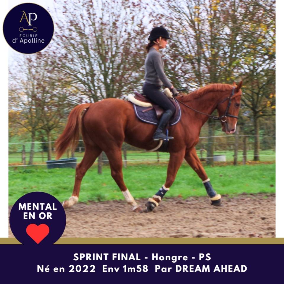 Castrone Purosangue In vendita 2022 Sauro