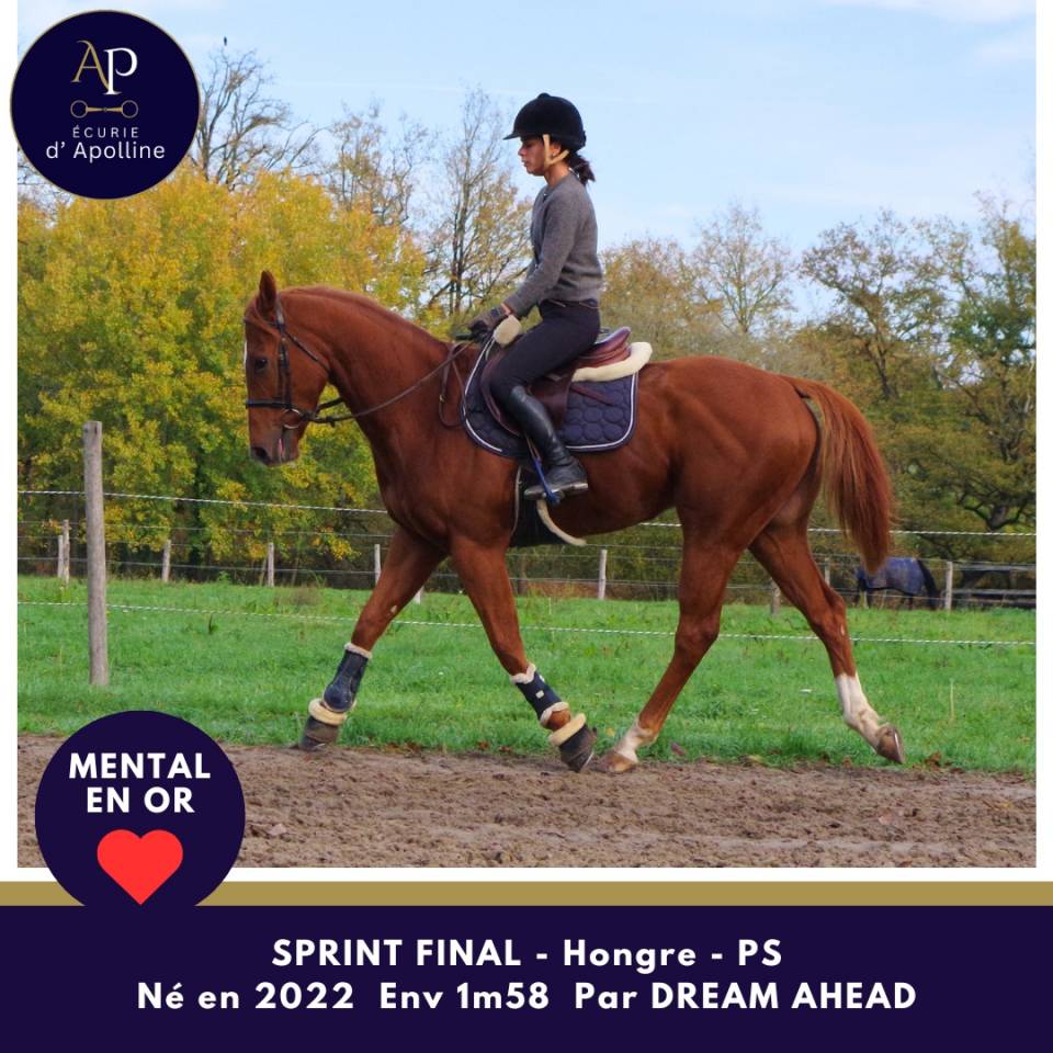 Castrone Purosangue In vendita 2022 Sauro