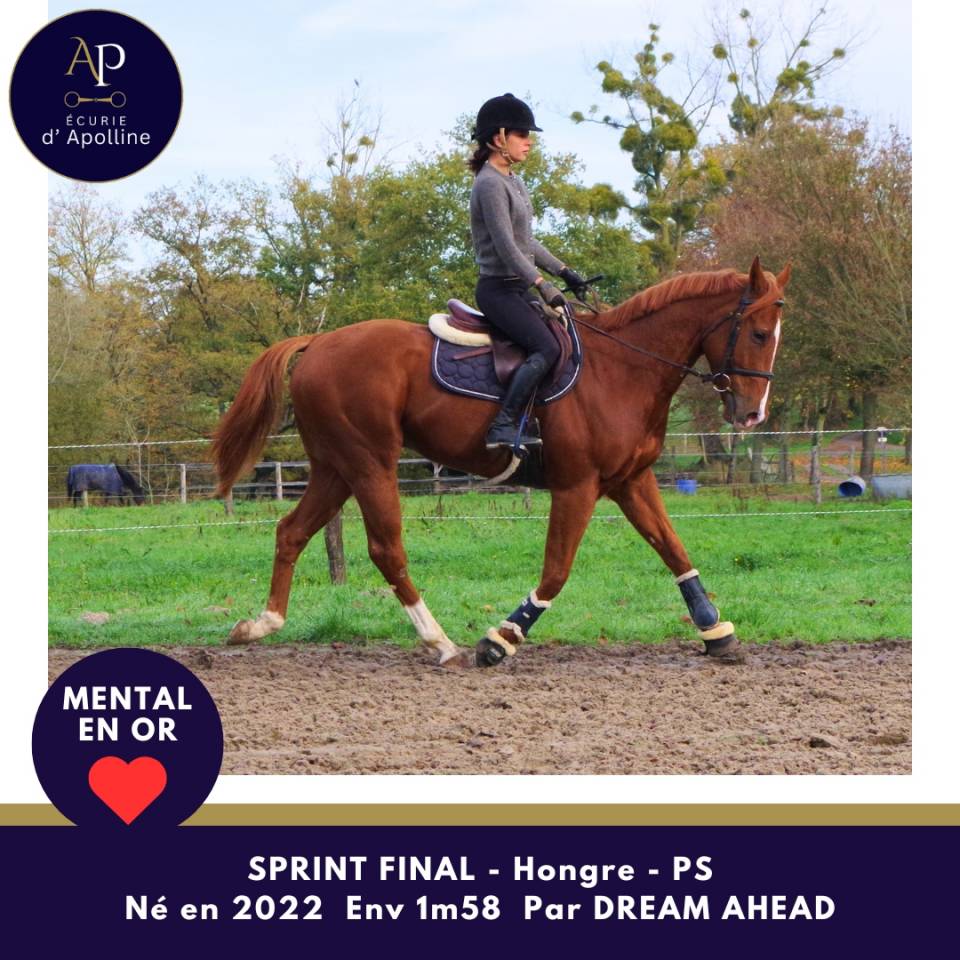 Castrone Purosangue In vendita 2022 Sauro