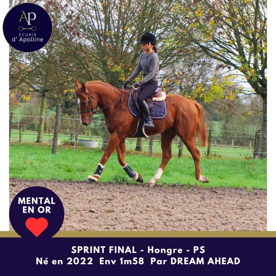 Castrone Purosangue In vendita 2022 Sauro