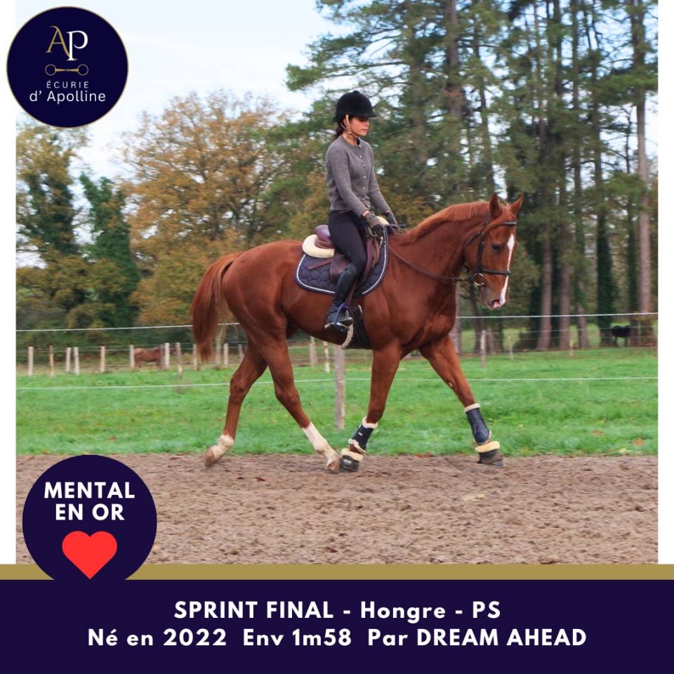 Castrone Purosangue In vendita 2022 Sauro