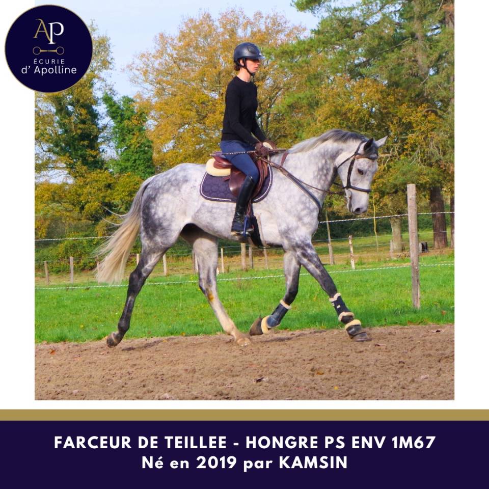 Castrone Purosangue In vendita 2019 Grigio