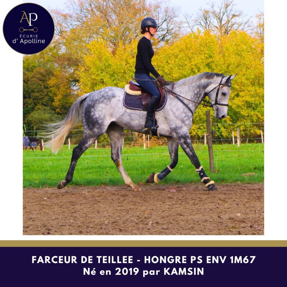 Castrone Purosangue In vendita 2019 Grigio