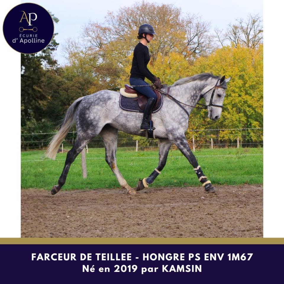 Castrone Purosangue In vendita 2019 Grigio