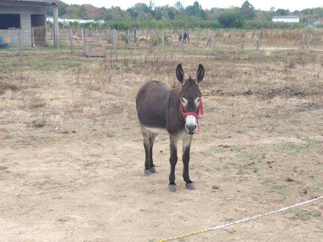 Asno Altre Razze di Asini In vendita 2015 Baio scuro