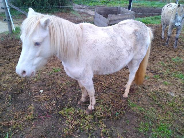 Cavalla Welsh Part Bred In vendita 2015 Crema