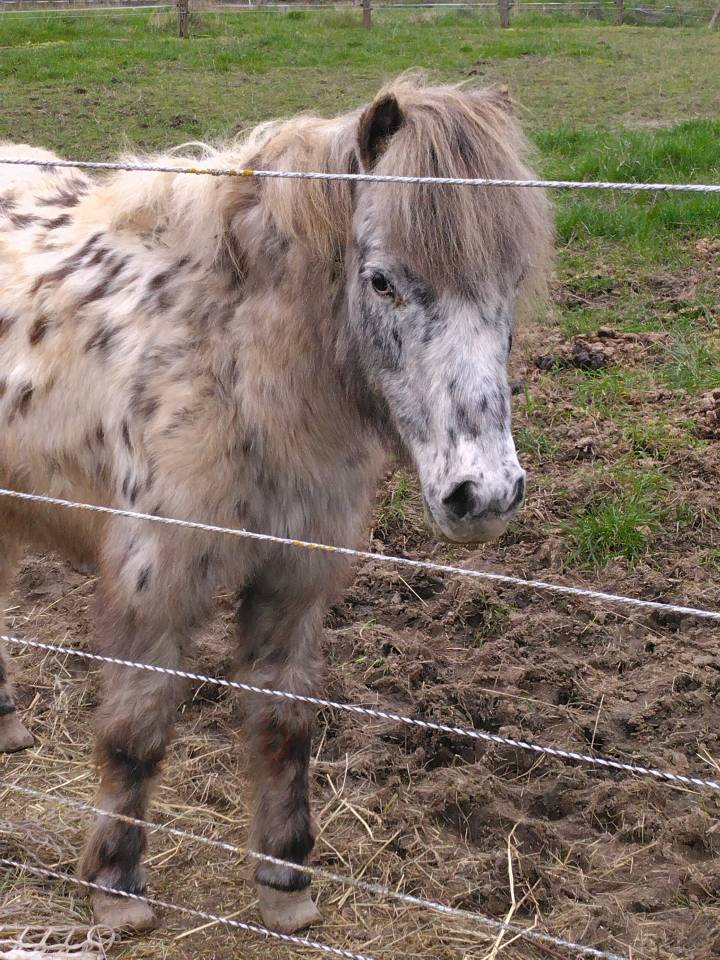 Cavalla Welsh Part Bred In vendita 2009 Appaloosa