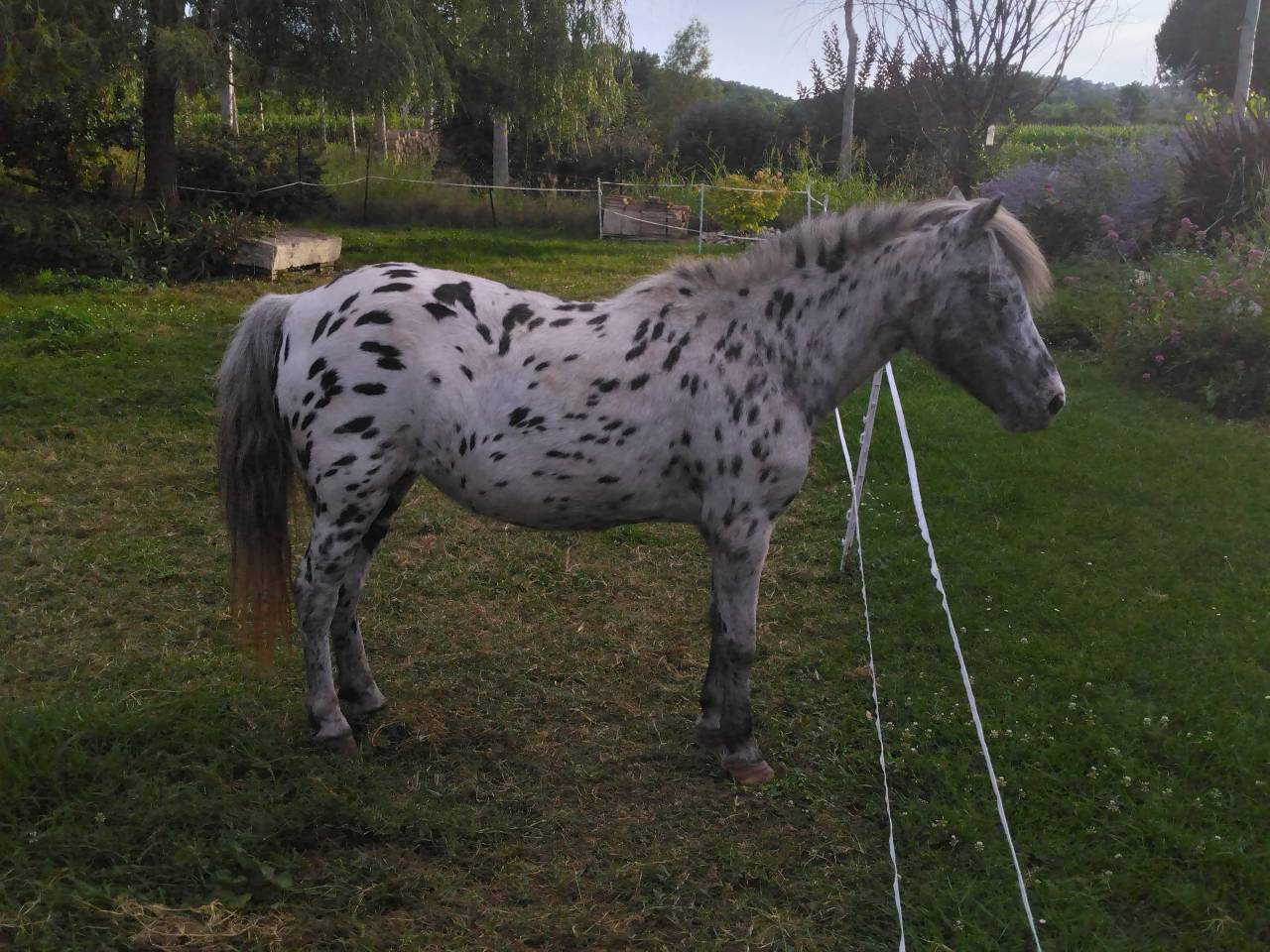 Cavalla Welsh Part Bred In vendita 2009 Appaloosa