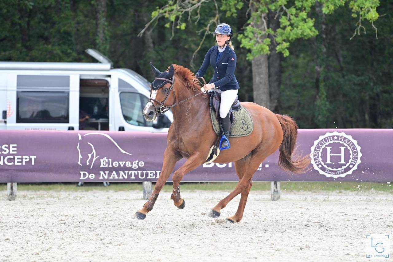 Cavalla Sella Francese In vendita 2011 Sauro