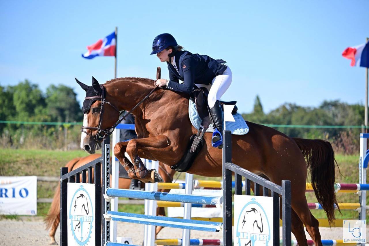 Cavalla Sella Francese In vendita 2011 Sauro