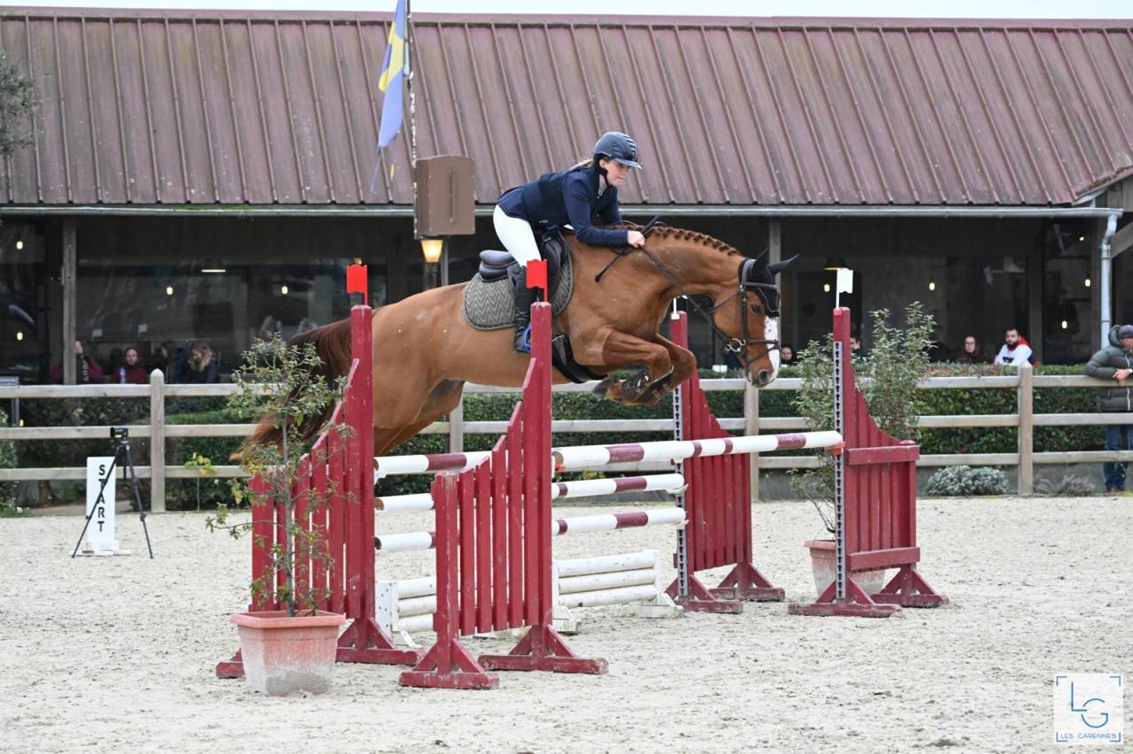 Cavalla Sella Francese In vendita 2011 Sauro