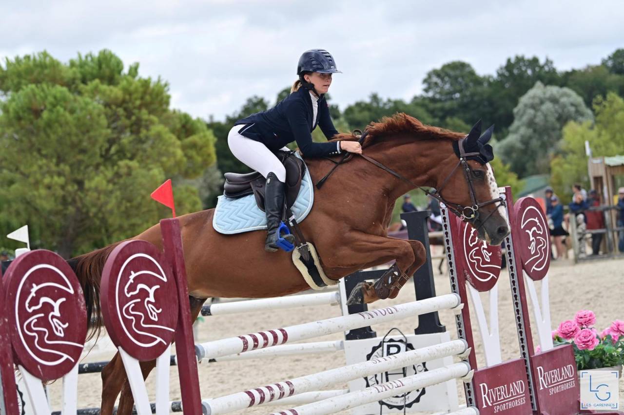 Cavalla Sella Francese In vendita 2011 Sauro