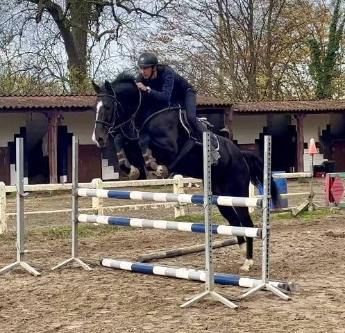 Cavalla BWP Cavallo da Sangue Belgio In vendita 2018 Nero