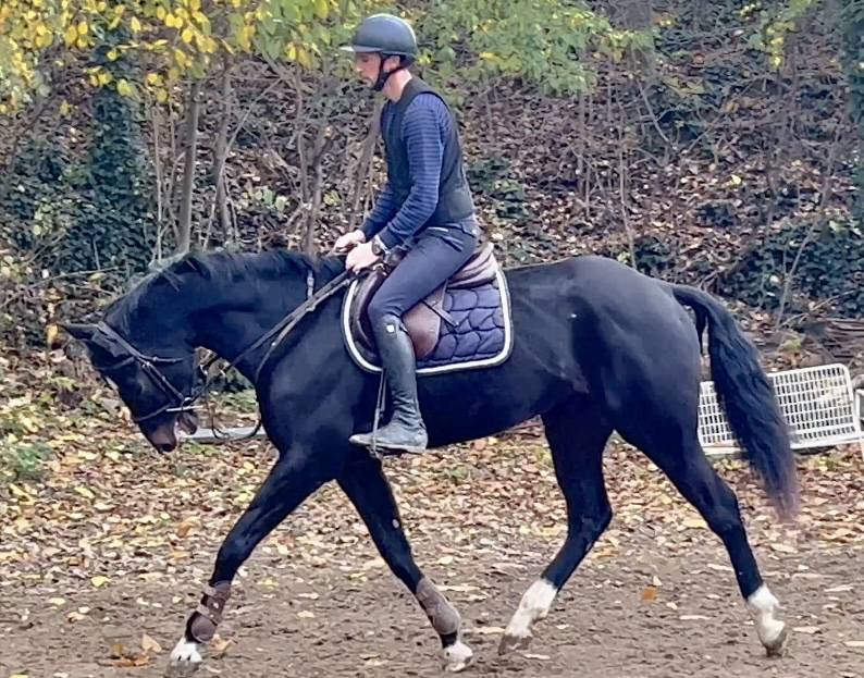 Cavalla BWP Cavallo da Sangue Belgio In vendita 2018 Nero