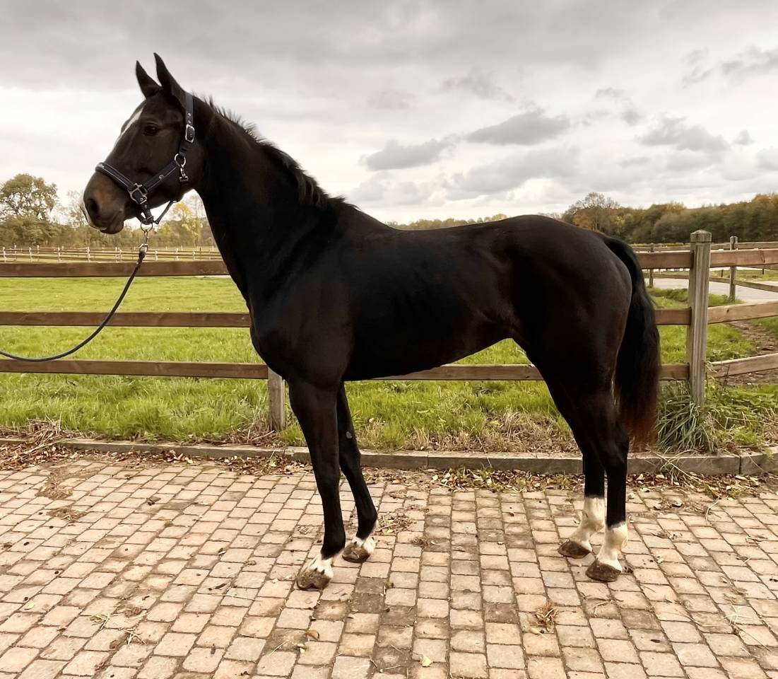 Cavalla BWP Cavallo da Sangue Belgio In vendita 2018 Nero