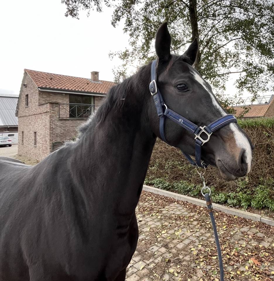 Cavalla BWP Cavallo da Sangue Belgio In vendita 2018 Nero