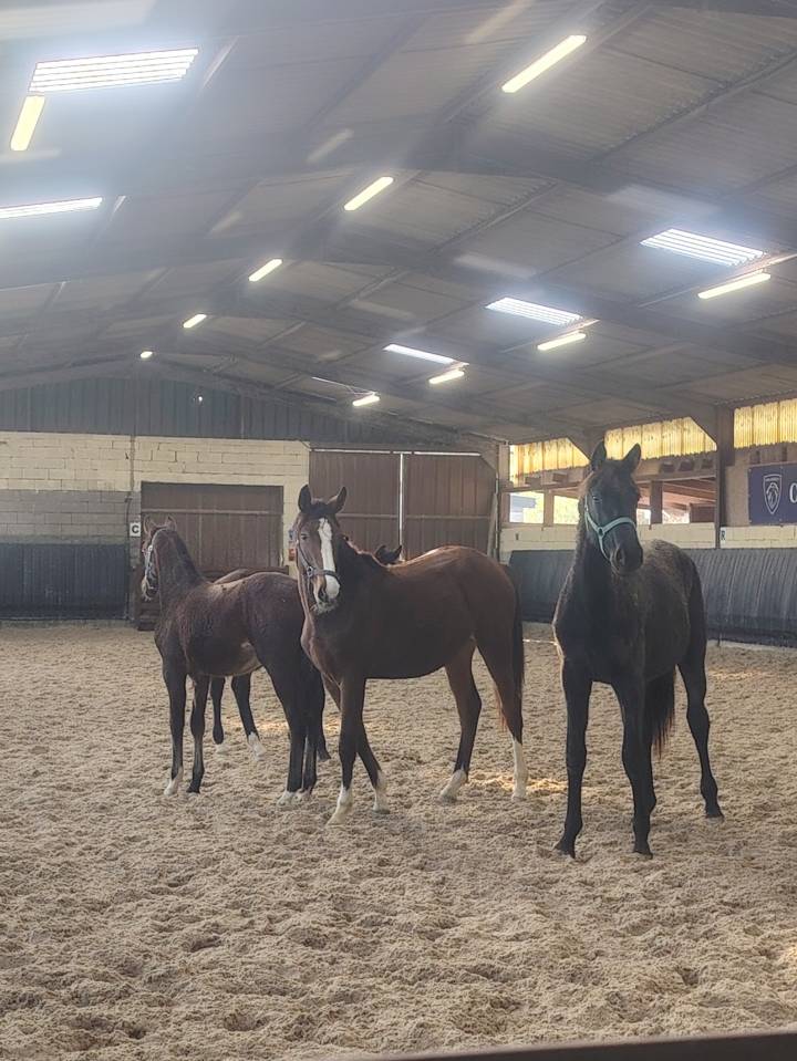 Puledra Sella Francese In vendita 2024 Baio scuro ,  Uncognito bois margot