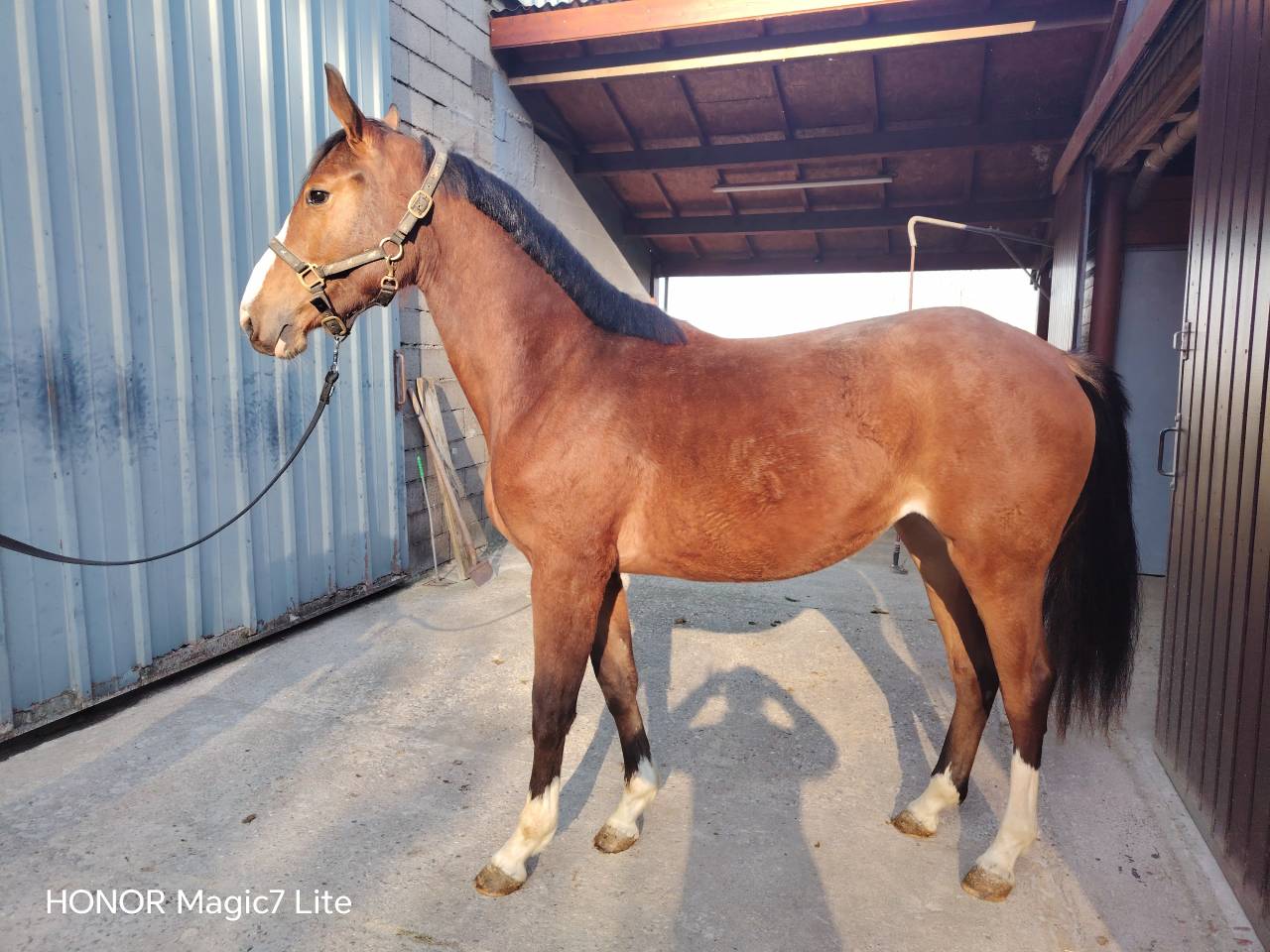 Puledra Sella Francese In vendita 2024 Baio scuro ,  Uncognito bois margot