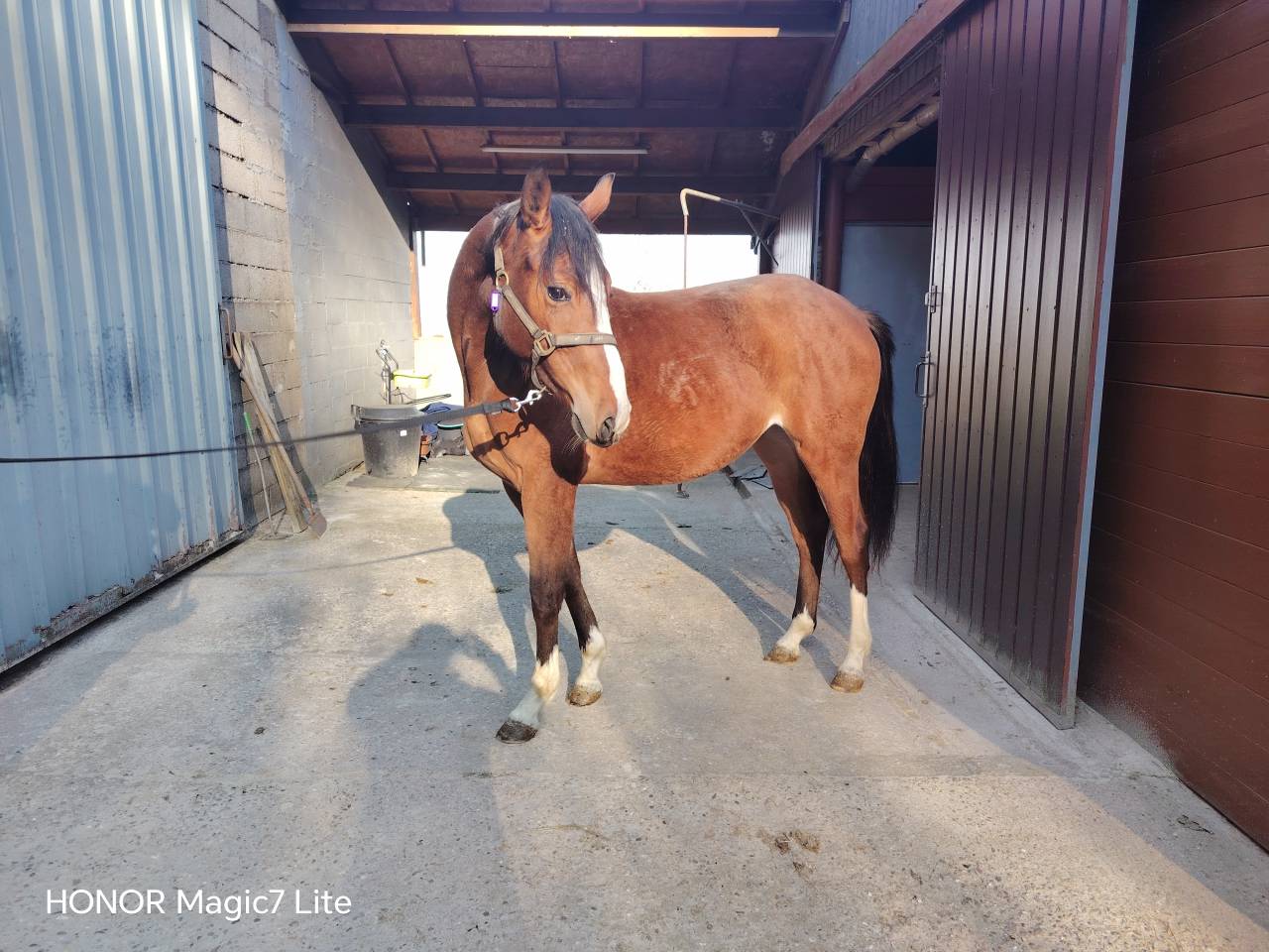 Puledra Sella Francese In vendita 2024 Baio scuro ,  Uncognito bois margot