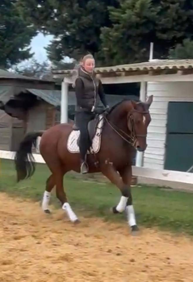 Castrone PRE Andaluso In vendita 2018 Baio