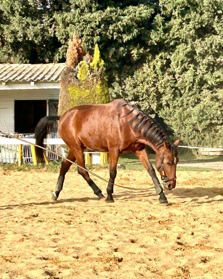 Castrone PRE Andaluso In vendita 2018 Baio