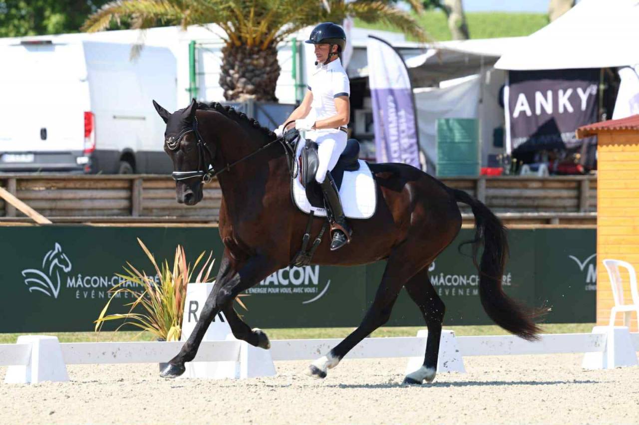 Castrone Hanovrien In vendita 2021 Nero