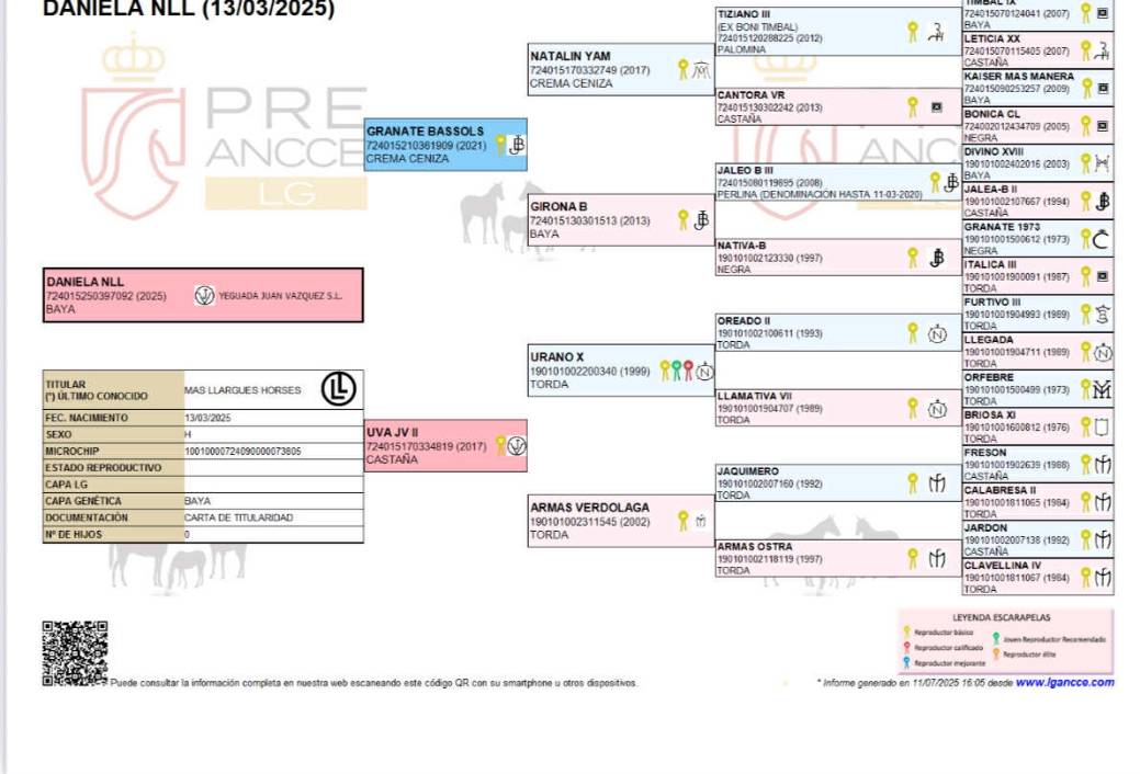 Puledra PRE Andaluso In vendita 2025 Isabella