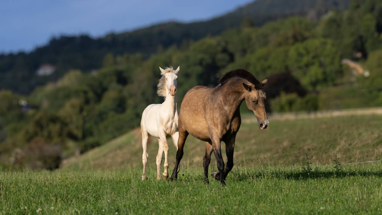 Puledra Lusitano In vendita 2025 Crema