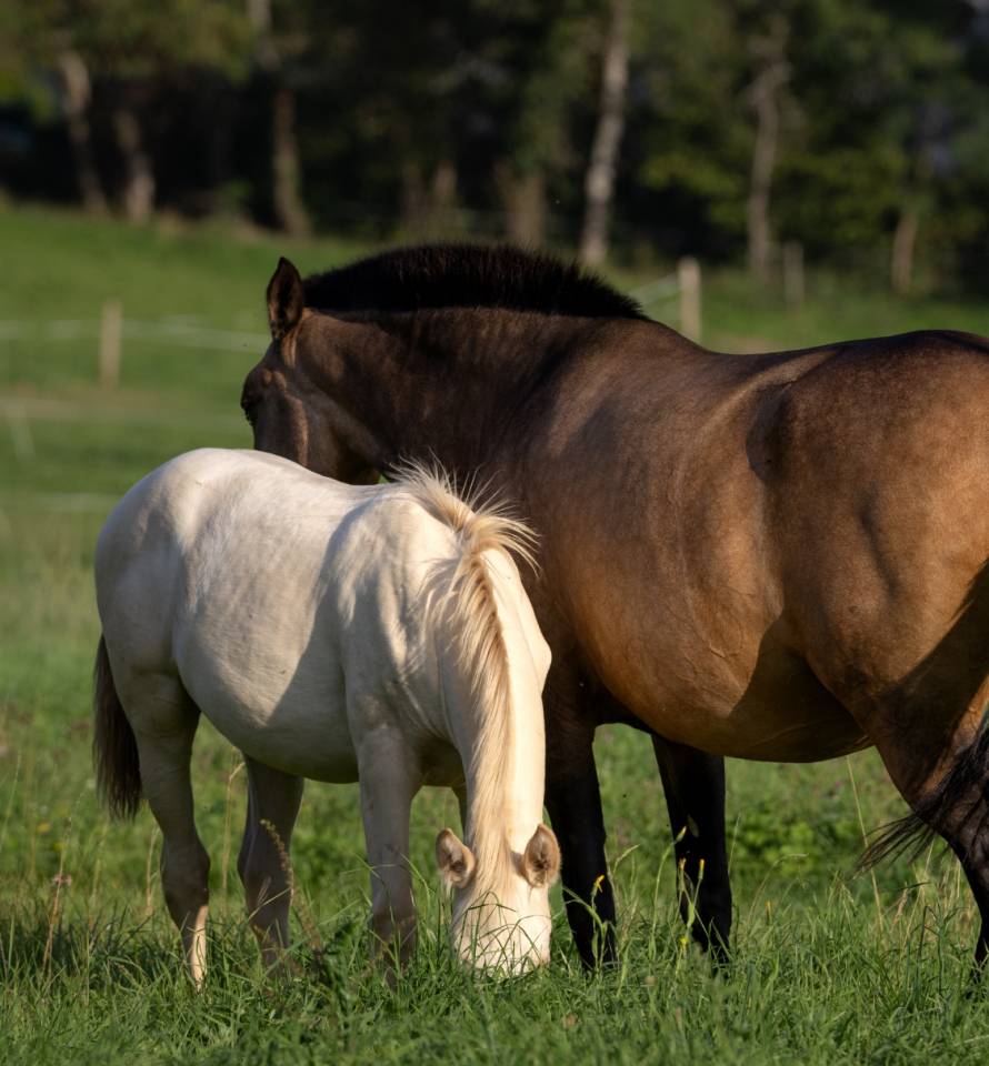 Puledra Lusitano In vendita 2025 Crema