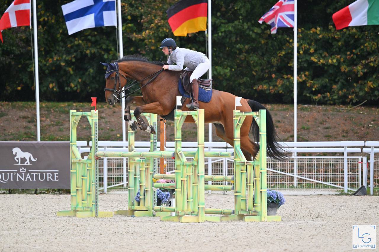 Castrone Sella Francese In vendita 2017 Baio ,  AScot des ifs