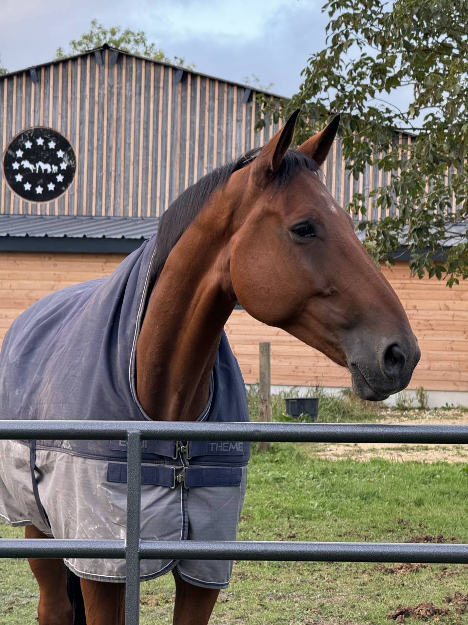 Castrone Sella Francese In vendita 2017 Baio ,  AScot des ifs