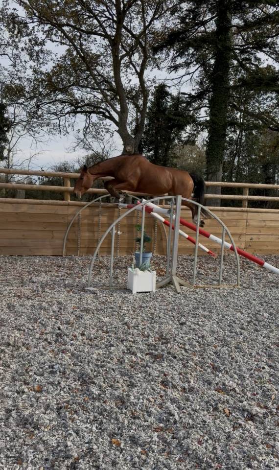 Castrone Sella Francese In vendita 2017 Baio ,  AScot des ifs