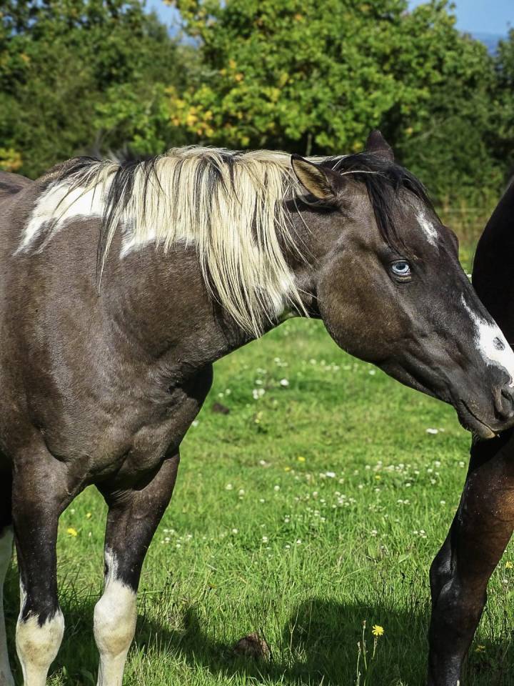 Mystic Sailor rascal kl  - Paint Horse 2022