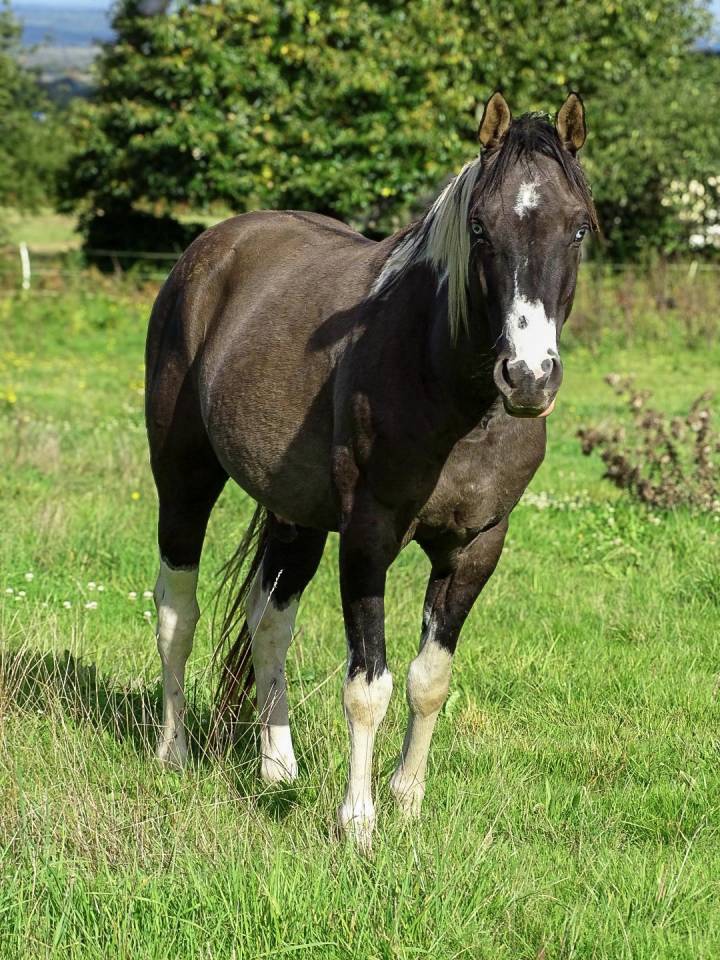 Mystic Sailor rascal kl  - Paint Horse 2022