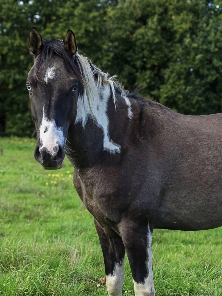 Mystic Sailor rascal kl  - Paint Horse 2022