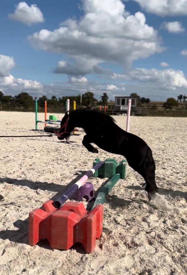 Cavalla Shetland In vendita 2023 Nero