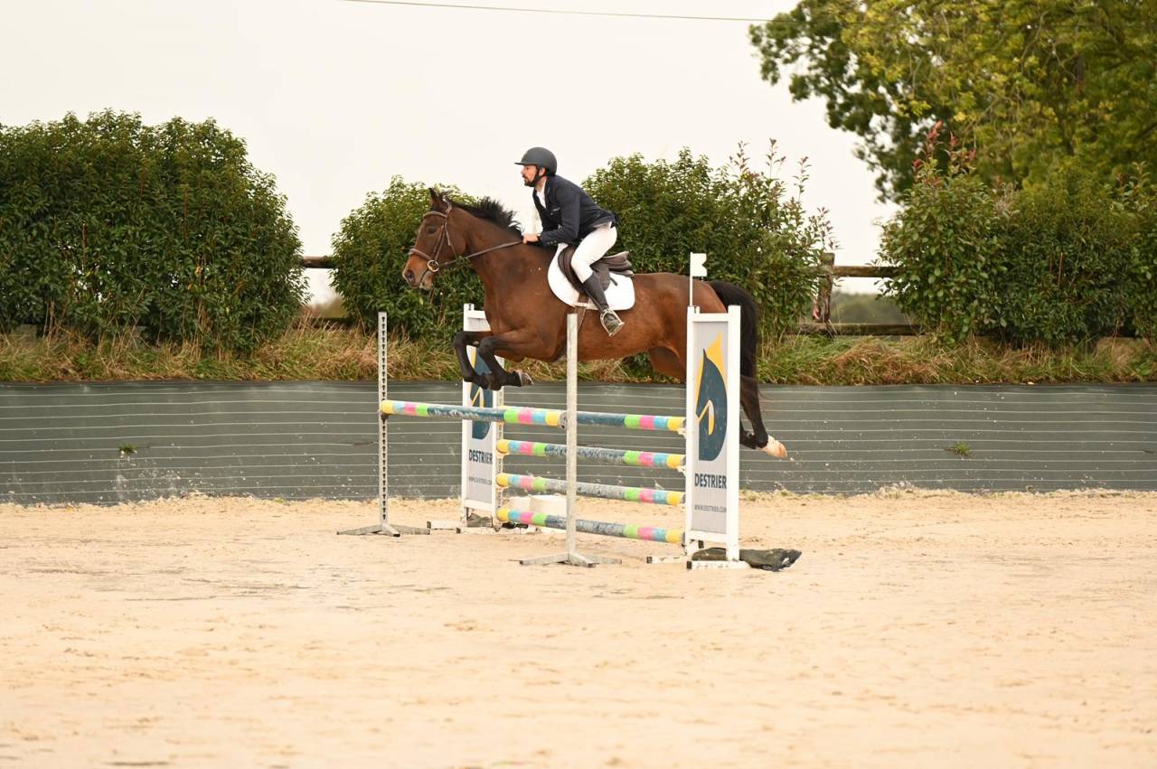 Castrone Sella Francese In vendita 2019 Baio