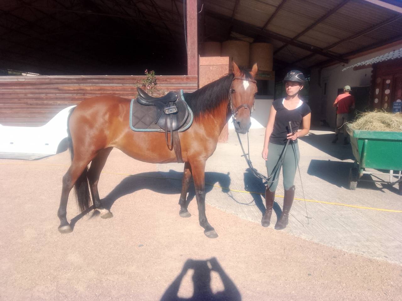 Cavalla Origine Non Constatata In vendita 2020 Baio